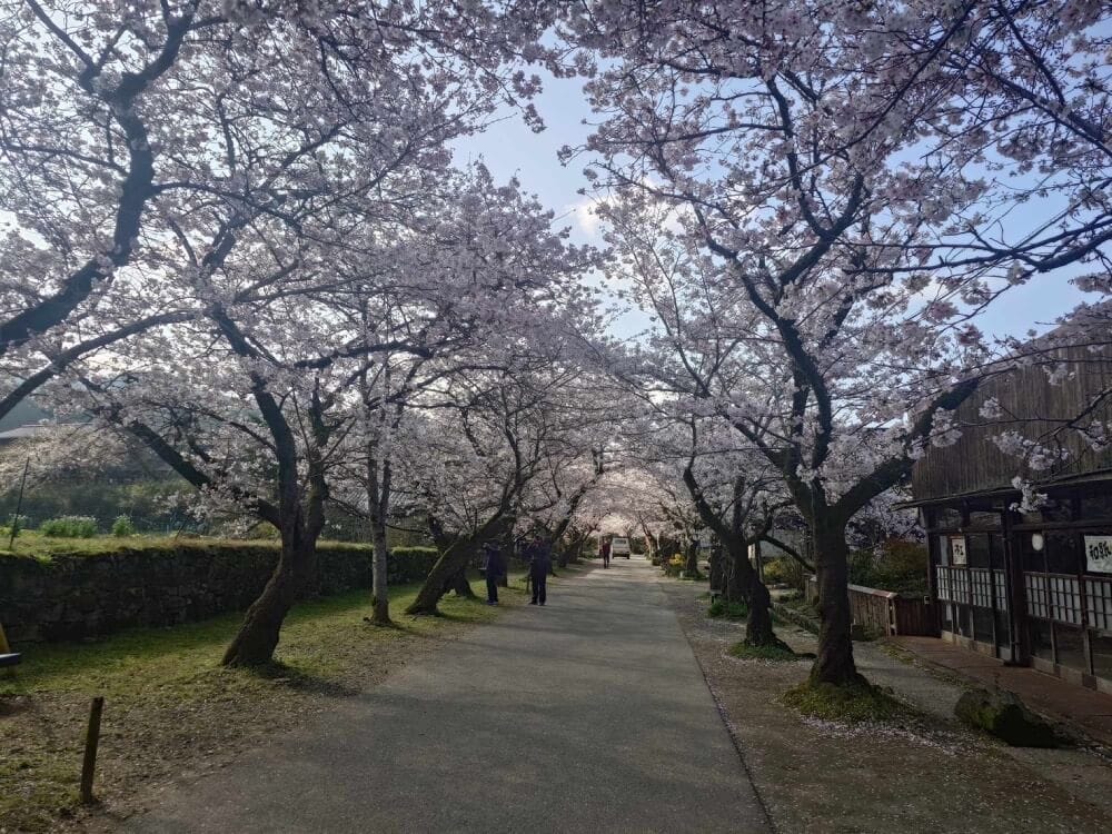福岡櫻花