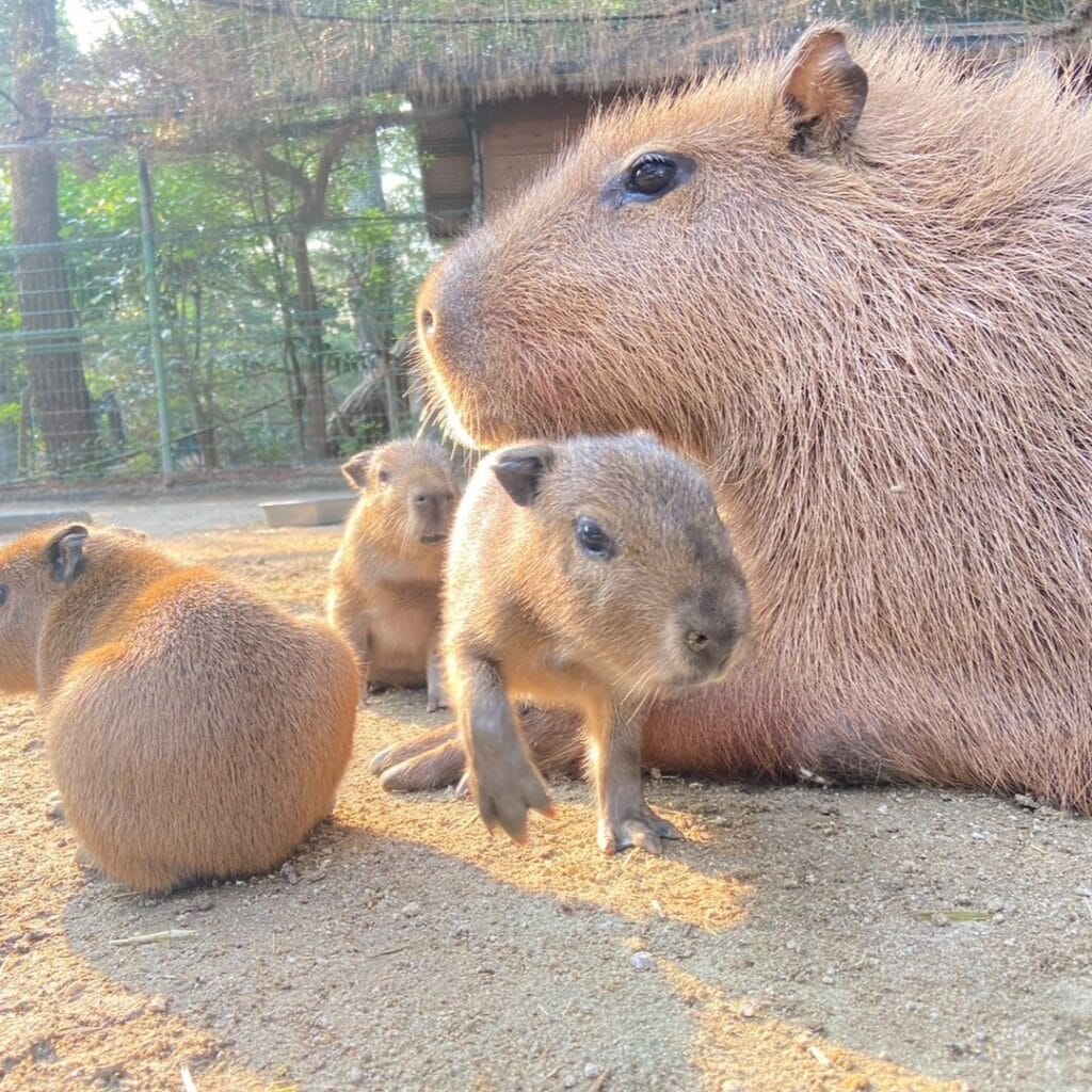 活動歴および当時の関連ビジュアル記録